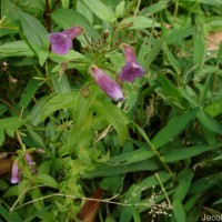 Limnophila aromatica (Lam.) Merr.